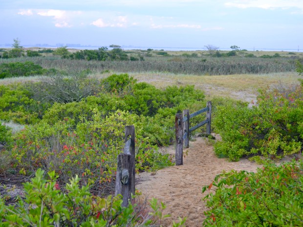 sandy-hook-maritime-forest-credit-jenn-hall.jpg