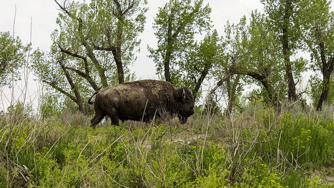 The 5 Best National Parks for Spotting Wildlife