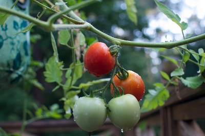 tomato (400x266).jpg