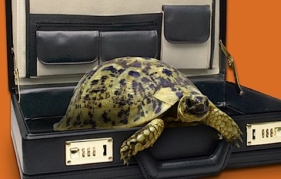 turtle-briefcase-master-of-none.jpg