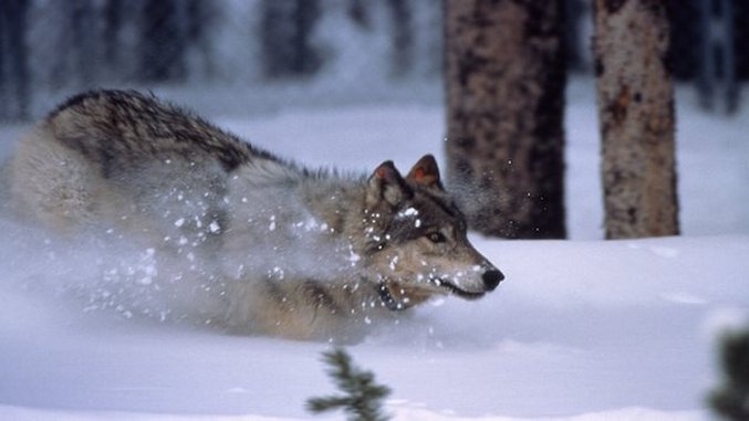 Wolves In Yellowstone Threatened By New Policy