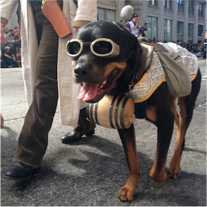 dragon costumes parade con dog submit tweet