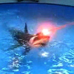 laser-shark.jpg
