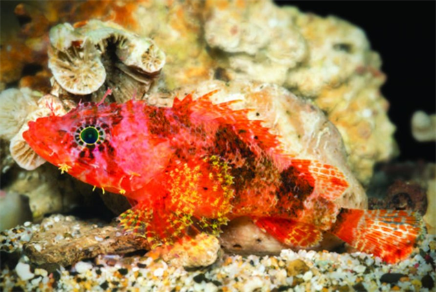 Scorpionfish مجلة نقطة العلمية